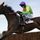 Kauto Star (FR)