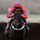 Sprinter Sacre (FR)