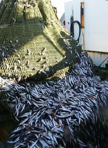 commercial fishing