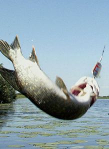 pike