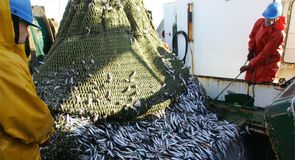 Commercial fishing, but at what cost?