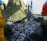 Commercial fishing, but at what cost?