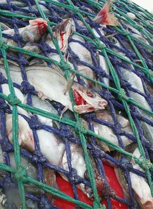 cod fishing