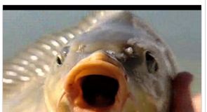 Carp: KHV worry