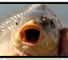 Carp: KHV worry