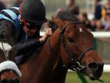 Sonny Red (IRE)