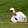 Steve Stricker