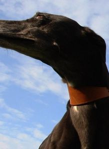Greyhound