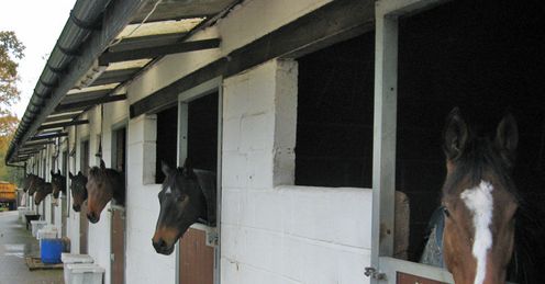 Stables Horses Pipe Mullarkey