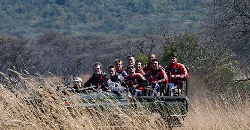 Lions on safari