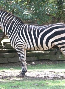 zebra