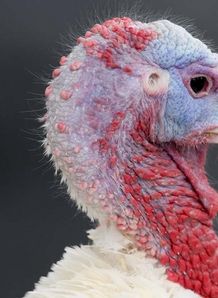 Thanksgiving Feast