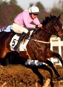 Cheltenham clues