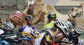 The camels look on as the riders prepare