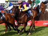 Noble Prince (GER)