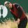 Luke Donald