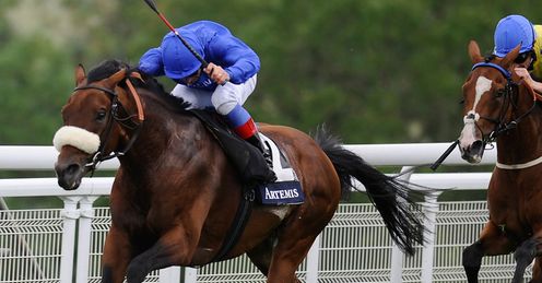 Poll position: Alex is tipping Opinion Poll to win the Long Distance Cup at Ascot