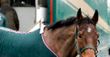 Irish Champion Hurdle Day