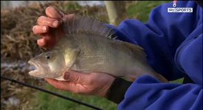 Sussex Stripeys - Part 2
