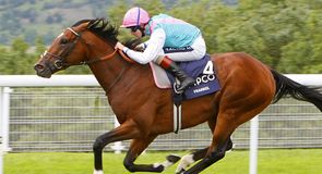 The Lockinge & Yorkshire Cup previews