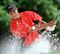 Tiger Woods betting