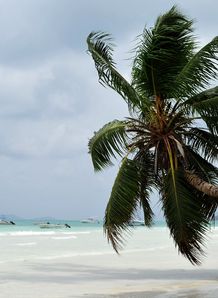 palm tree on a beach palm tree on a beach