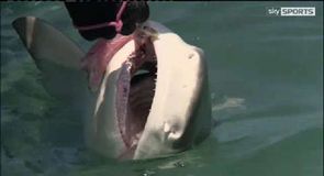 Hunting for Lemon sharks