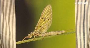 A lesson in mayfly angling