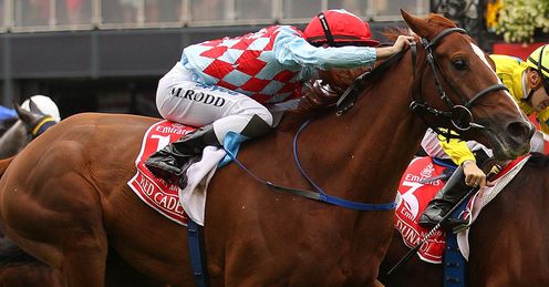 Red Cadeaux: a likely winner at Newmarket, says Alex