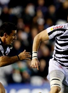 zebre zebre