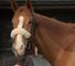 Check out the latest update on Sky Sports News racehorse On Demand