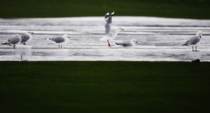 Rain frustrates Holland again