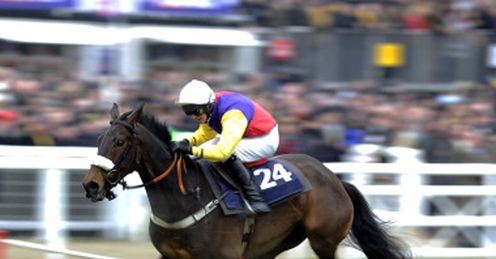 golden chieftain cheltenham