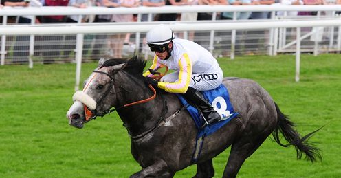 Grey's day: The Grey Gatsby can win the Champagne Stakes, says Alex
