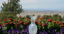 Solheim Cup - latest