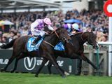 Highland Knight (IRE)