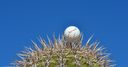 WGC Match Play R1 tee-times